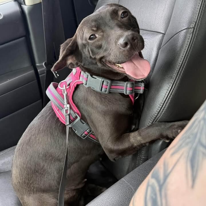 A Ruff Road Revival happy tail