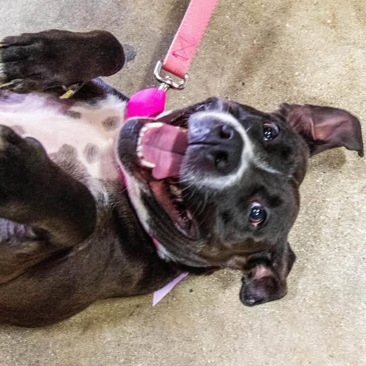 A Ruff Road Revival happy tail