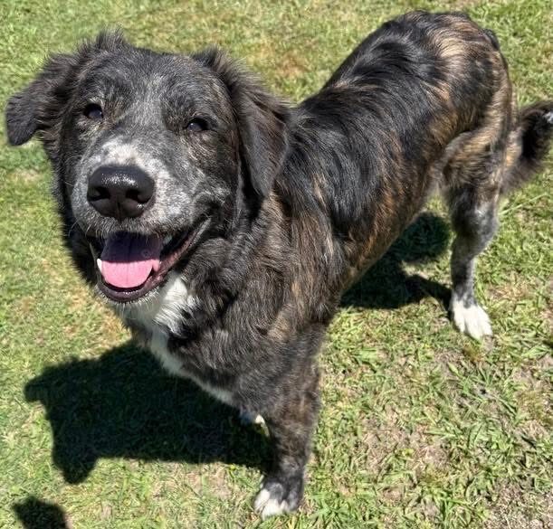 A Ruff Road Revival happy tail