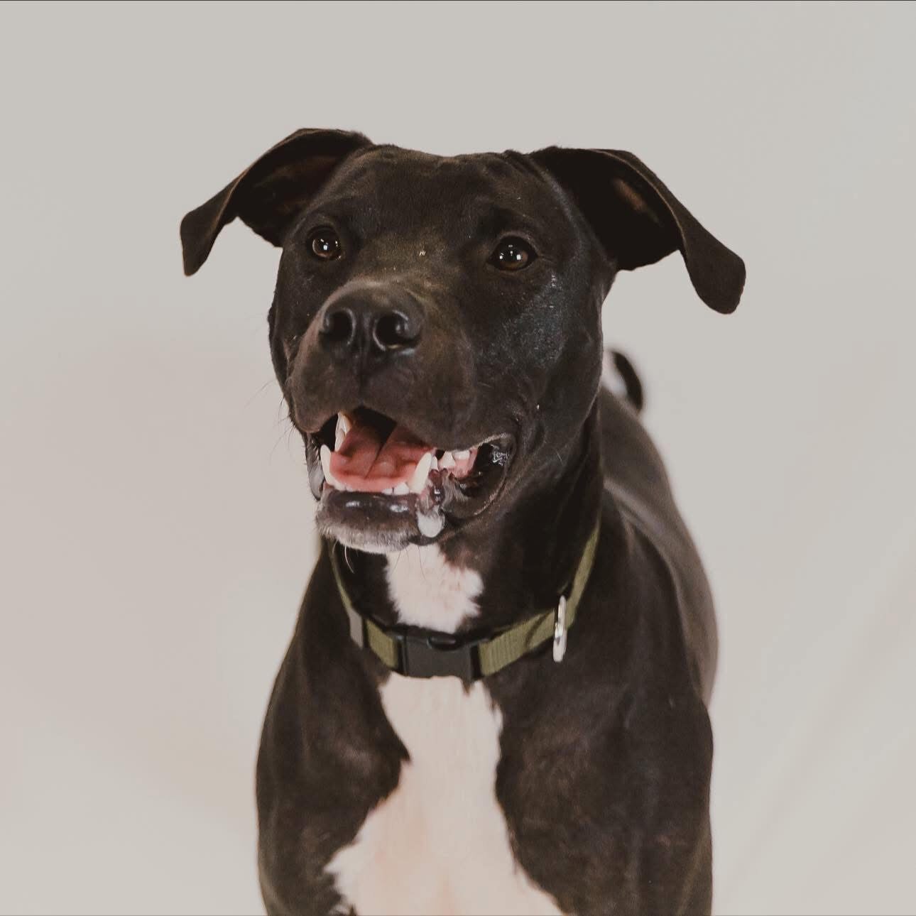 A Ruff Road Revival happy tail