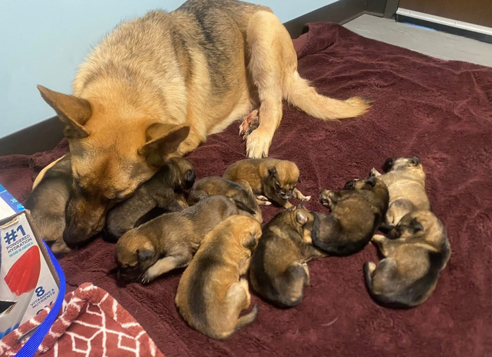 A rescued mama dog with her puppies